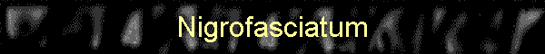 Nigrofasciatum