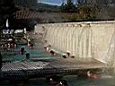 saturnia15.JPG